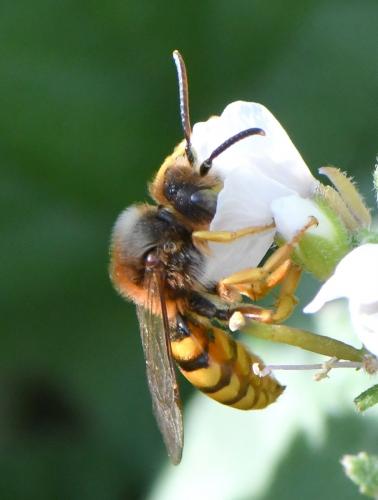 Réf. 247 467 : Nomada agrestis